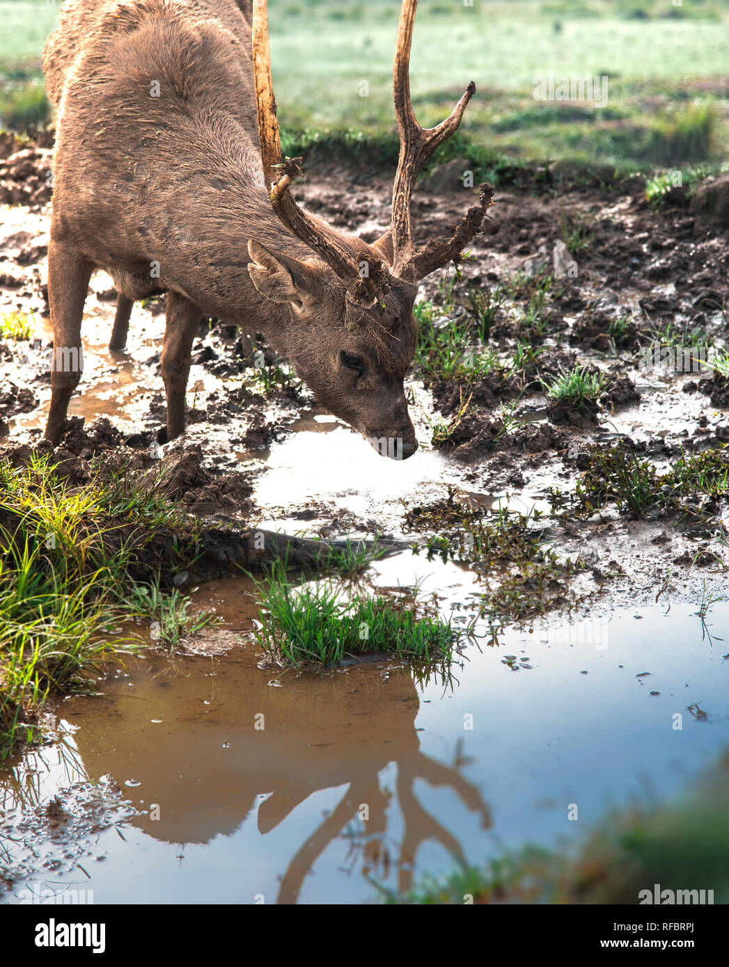 Deer or Stag with Broken Antlers Thirsty and Drinking Fresh Muddy Water At The River Side Stock Photo