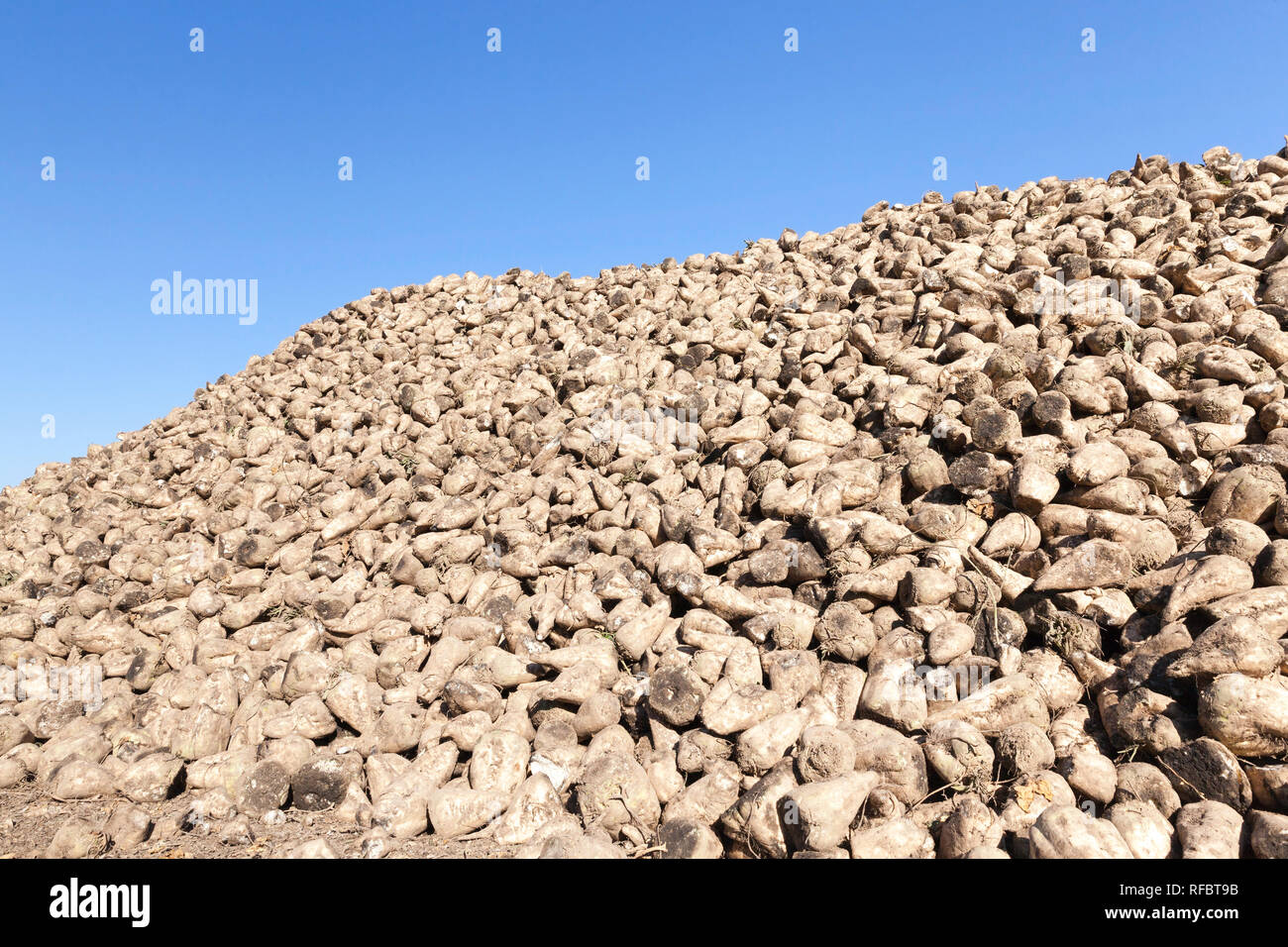 A pile of sweet sugar beet against the blue sky, harvest in the autumn season, natural unprocessed food Stock Photo