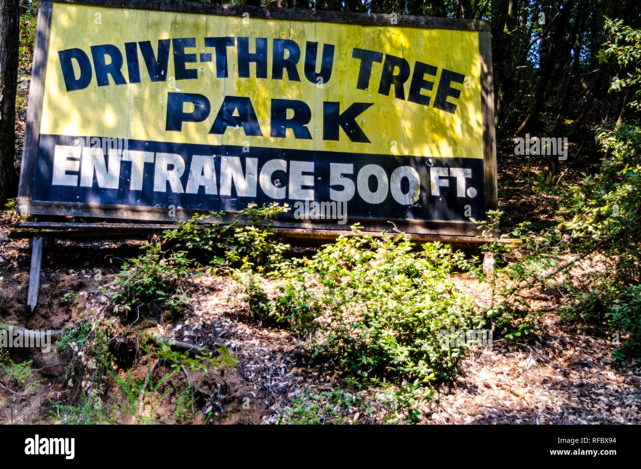 Drive car tree redwoods hi-res stock photography and images - Alamy