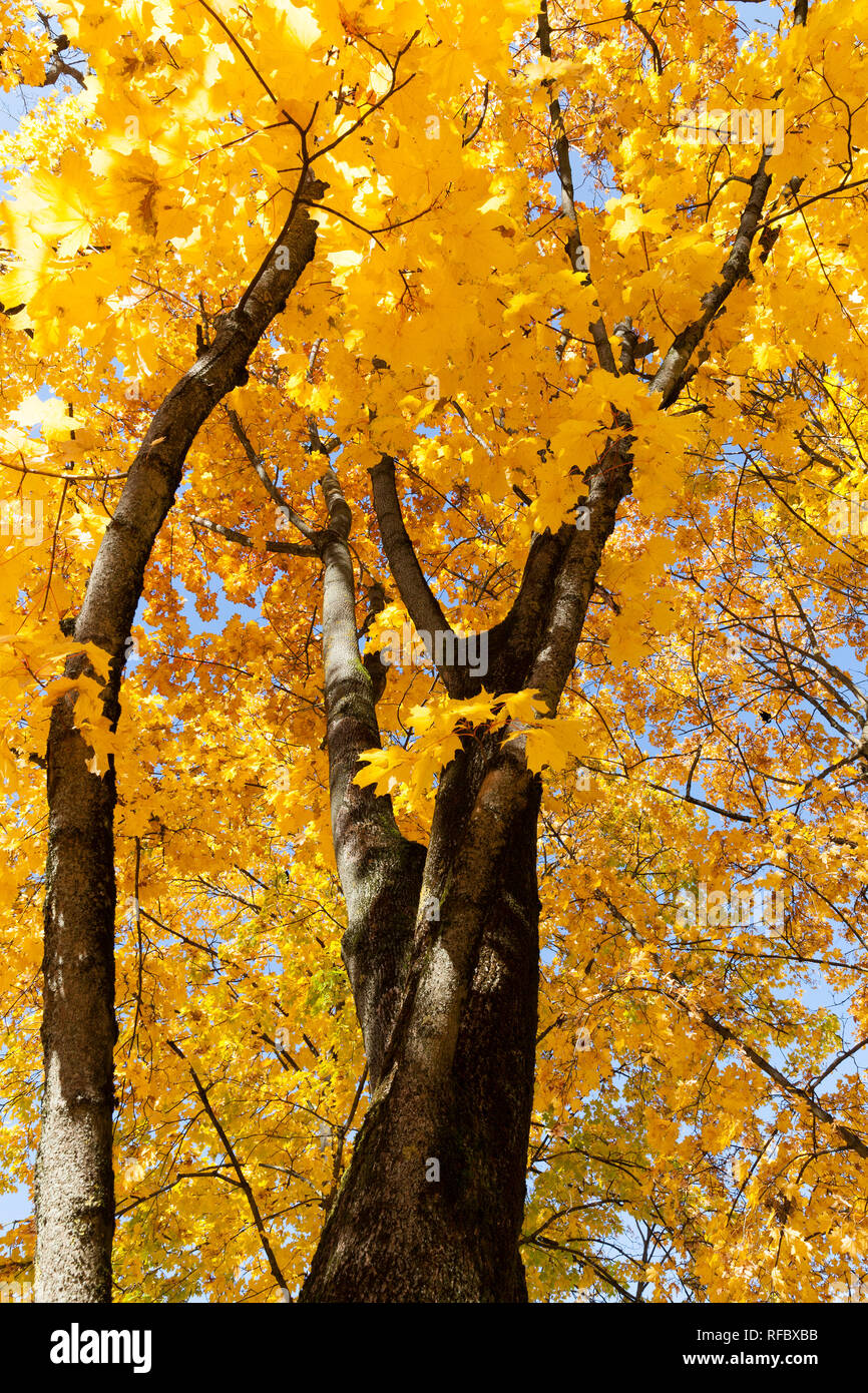 maple trunk in season to replace the leaves, yellowing foliage on the tree Stock Photo Alamy