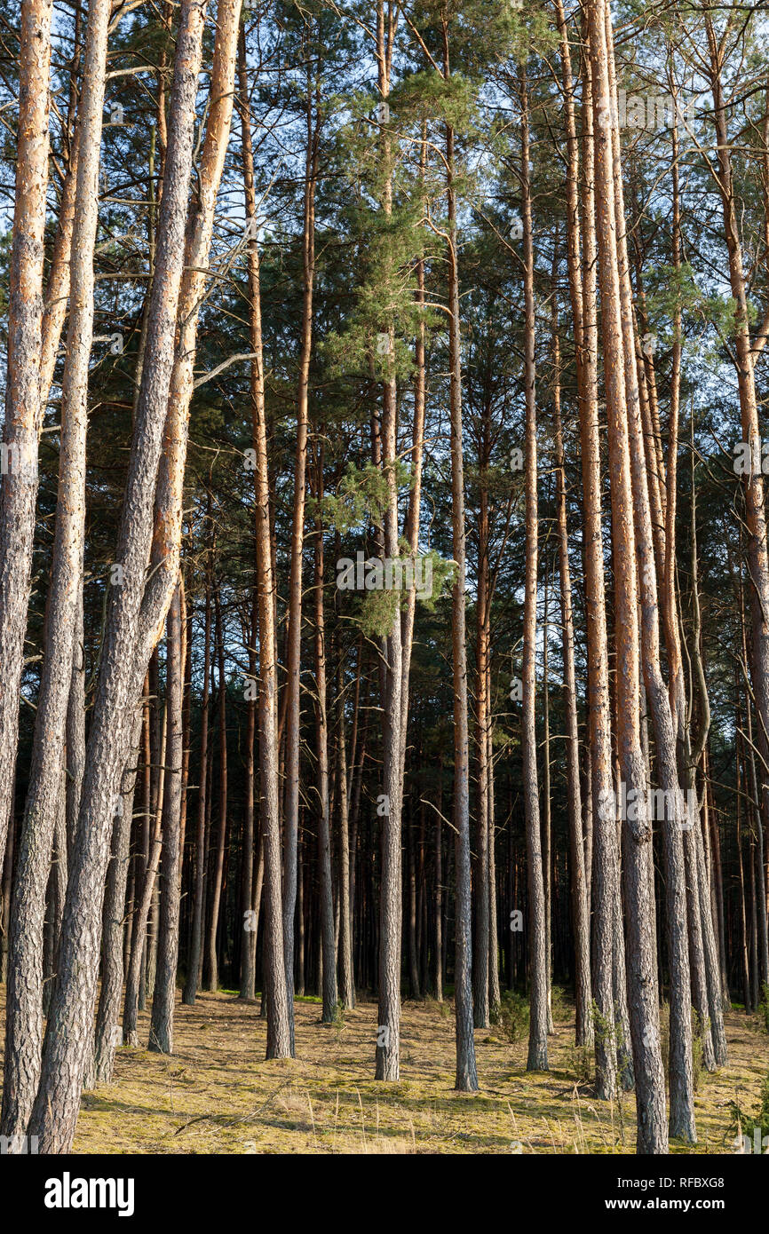 Pine forest with old pines of high size, landscape Stock Photo