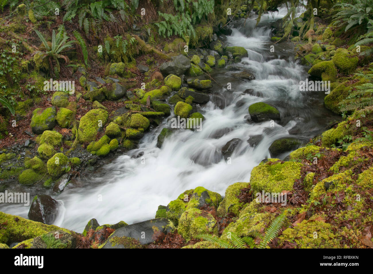 Unnamed waterfall, Olympic National Park, Washington Stock Photo
