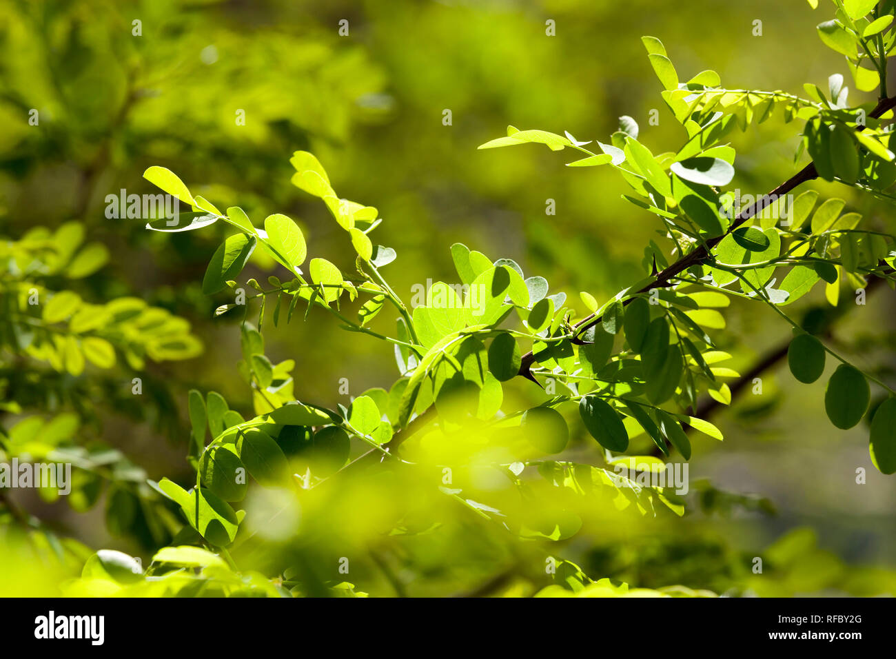 Low growing garden shrubs hires stock photography and images Alamy