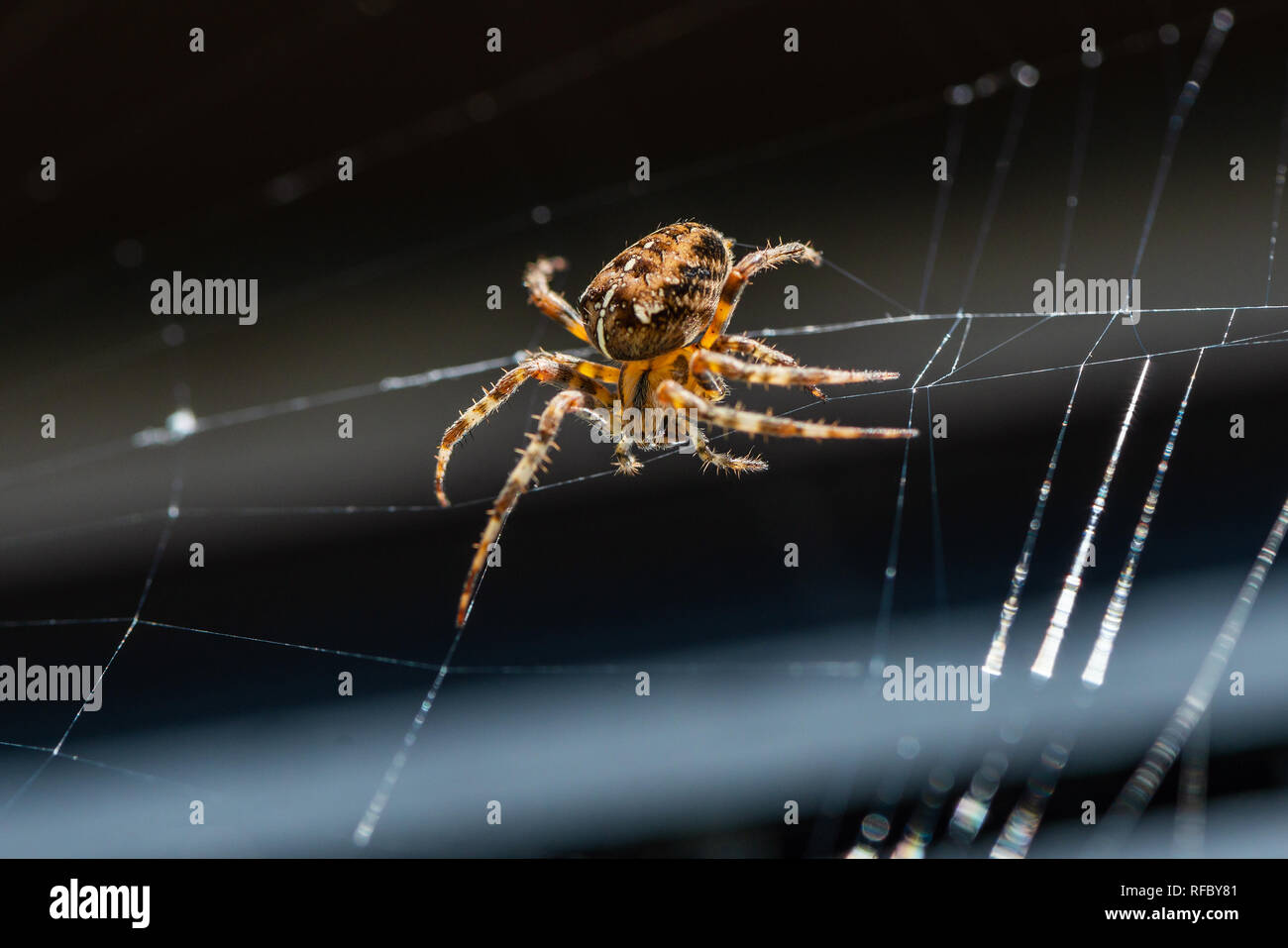 closeup of a cross spider during the repair of its network Stock Photo