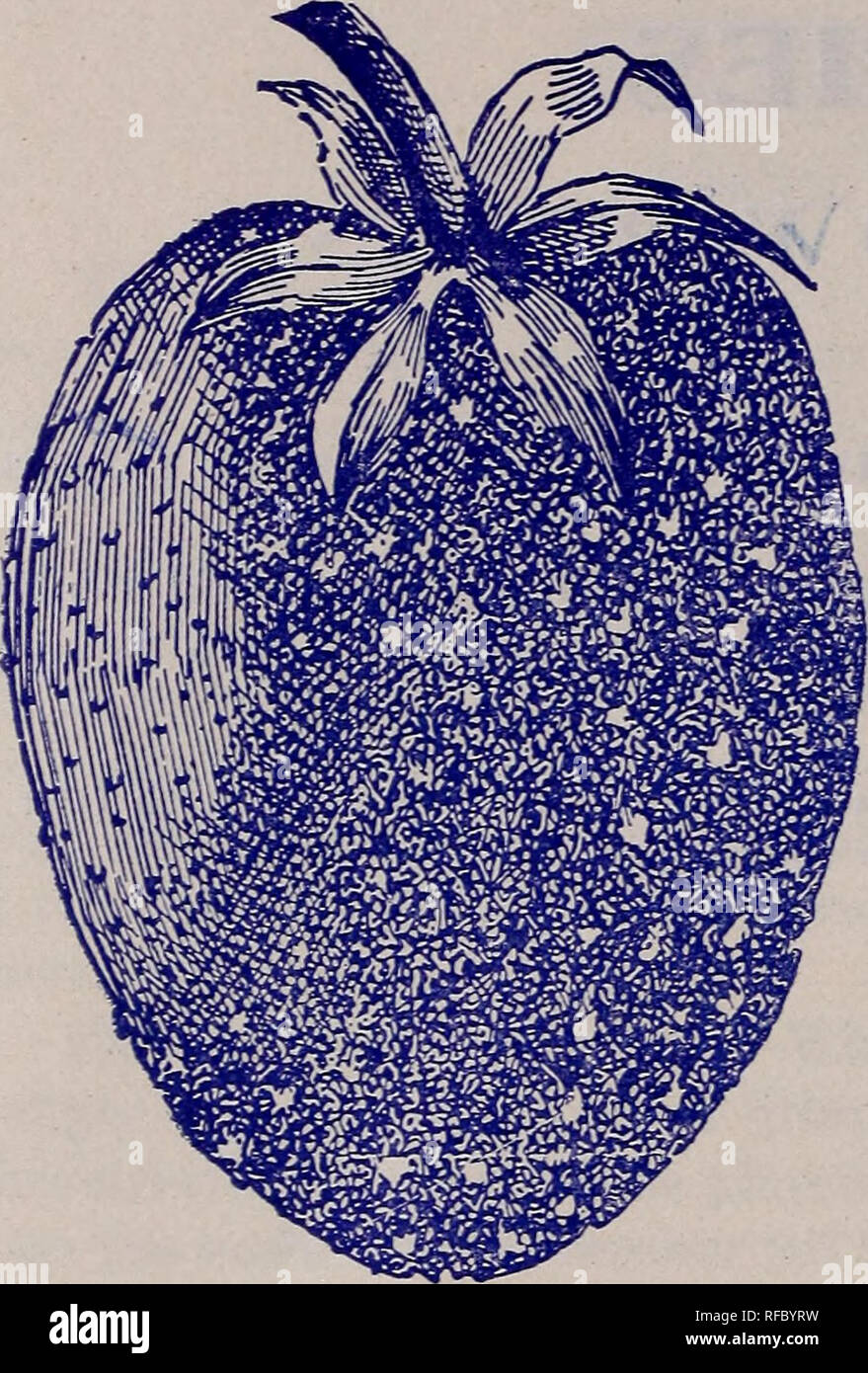 . Descriptive catalogue, free to all, spring of 1902. Nursery stock New York (State) Rochester Catalogs; Fruit Catalogs; Berries Catalogs; Grapes Catalogs. 6 ALLEN L. WOOD, WHOLESALE GROWER, CATALOGUE. STRAWBERRIES—Continued. PALMER'S VERY EARLY TWENTIETH CENTURY STRAWBERRY, New Creation. It is with intense satisfaction that we can at last offer a new Early Strawberry, which bids fair to add millions to the wealth of the States and Nation, and which will be hailed with delight by Fruit Growers, Dealers and Con- sumers, throughout the world. For many years, Mr. Palmer, of Northern New York has Stock Photo