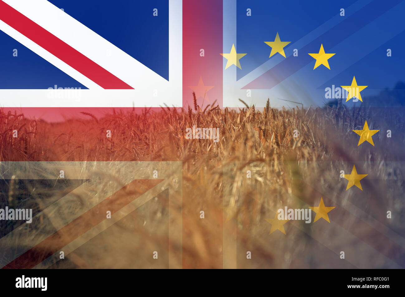 Brexit concept. A field of summer wheat and Barley. With the flags of the Union Jack and the E.U over layered on top. Stock Photo