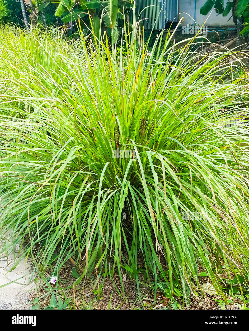 Lemongrass or Lapine or Lemon grass or West Indian or Cymbopogon citratus were planted on the ground. It is a shrub, its leaves are long and slender g Stock Photo