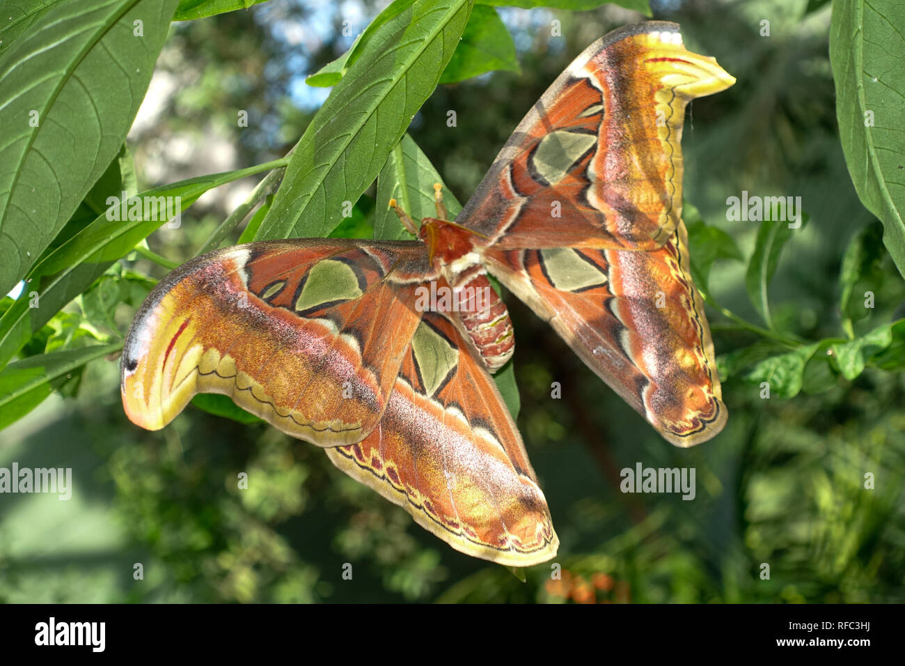 Butterflies fly freely at the Butterfly Wonderland in Phoenix, Arizona