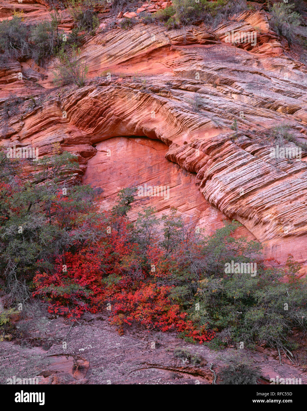 USA, Utah, Zion National Park, Maples display autumn color beneath