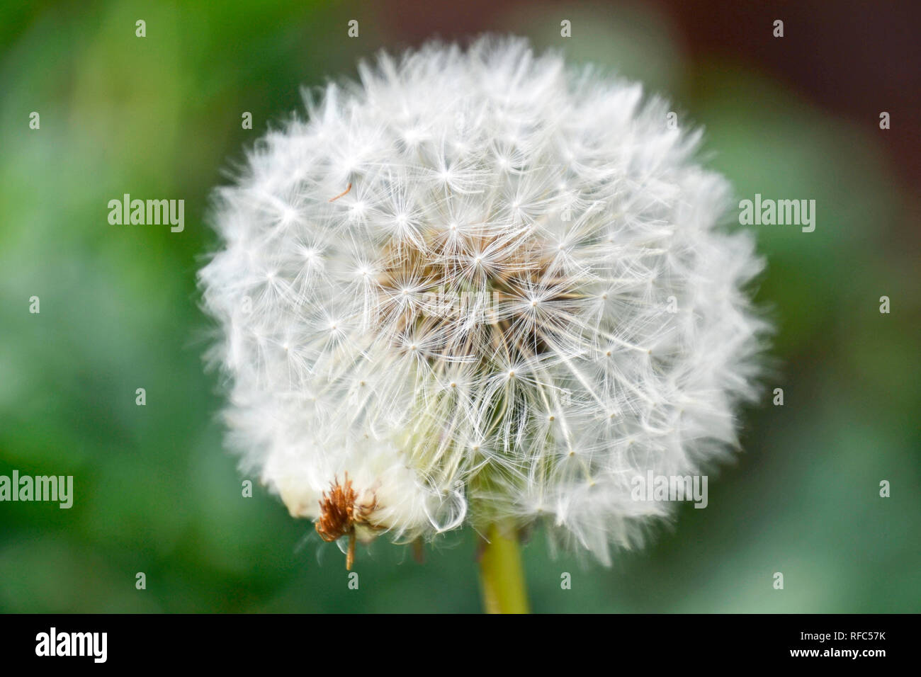 Fluffy white weeds hi-res stock photography and images - Alamy