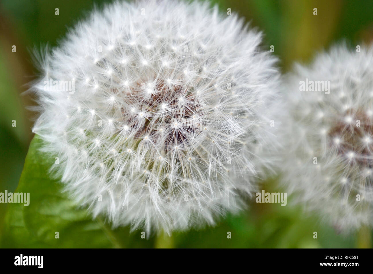 White dandelion seed heads Stock Photo