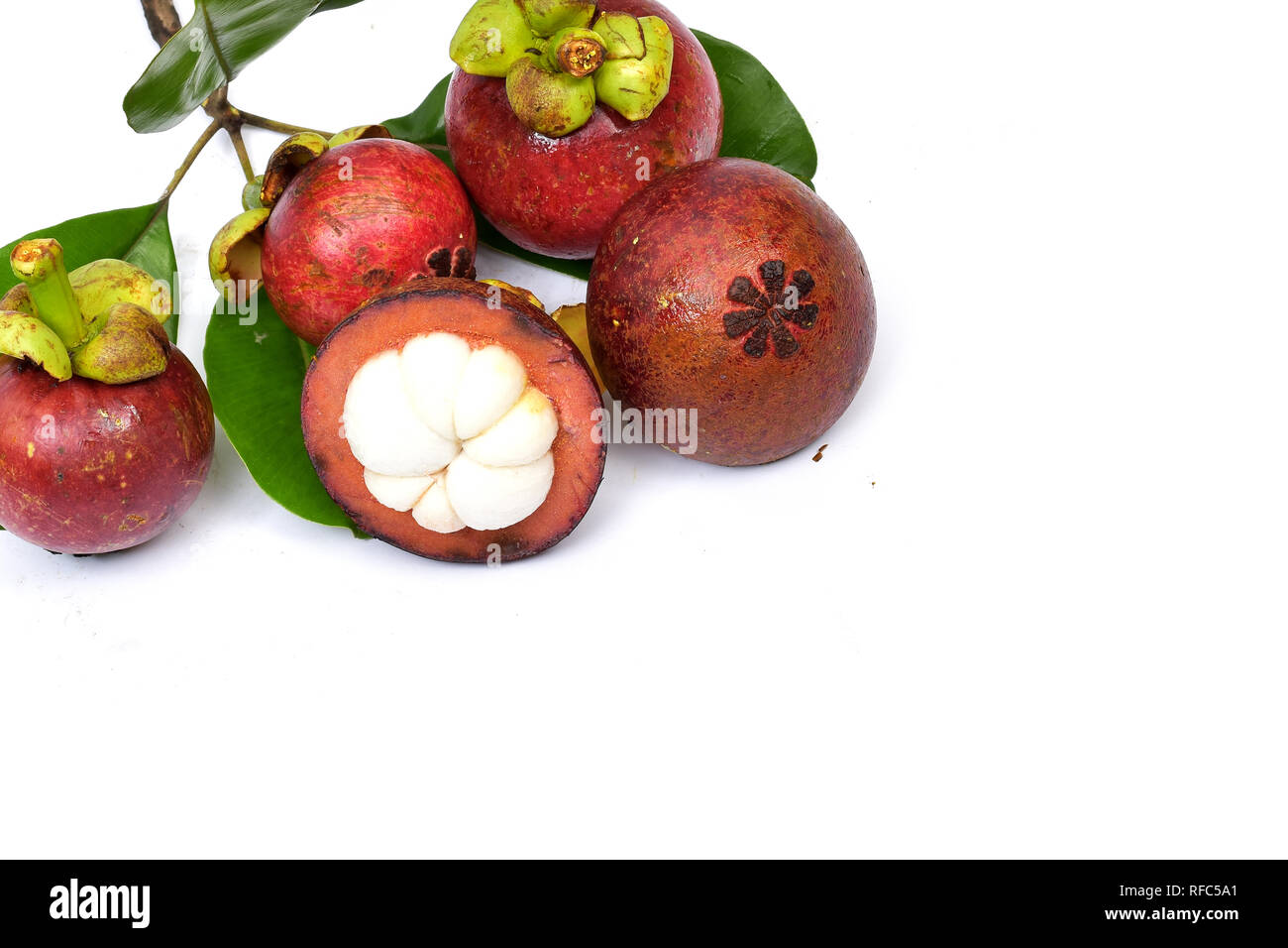 Mangosteen is a perennial green tree from the tropics that is believed