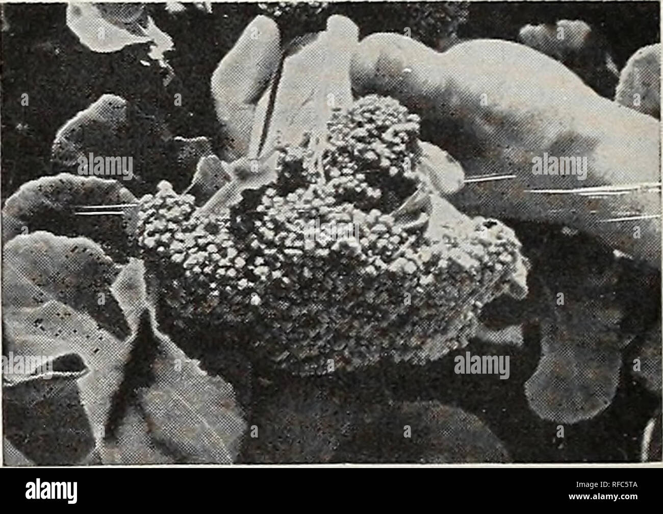 Catalog Spring 1962 Nurseries Horticulture North Carolina