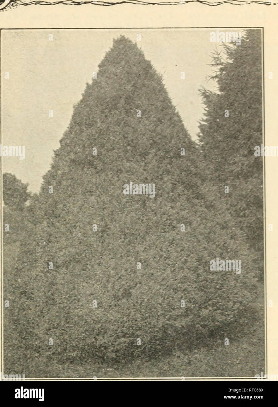 Pinus Cembra Stock Photos Pinus Cembra Stock Images Page 2 Alamy