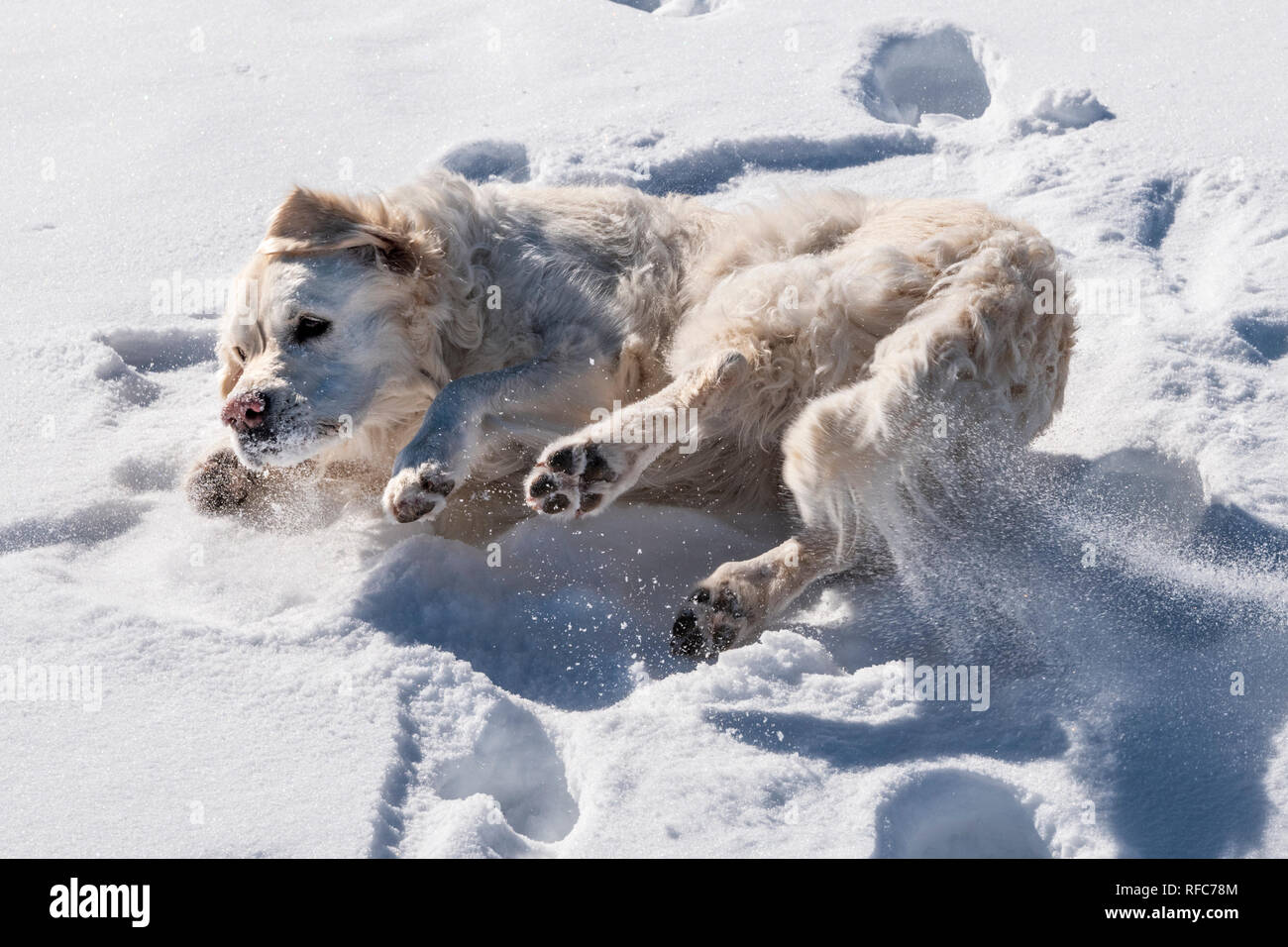 Why Do Dogs Roll On Their Backs In The Snow