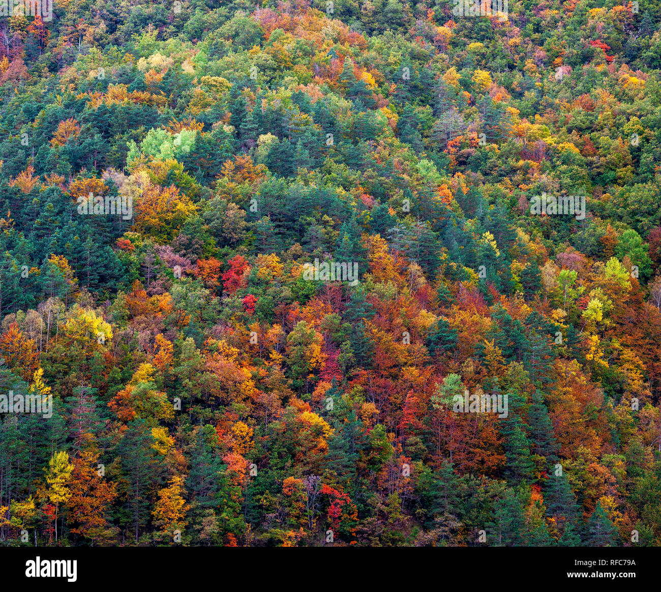 The beautiful forest of La Pardina del Señor in the fall season. National park of Ordesa. Huesca, Spain Stock Photo