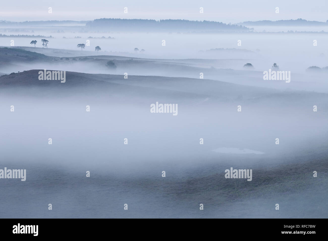 View over New Forest lowland heathland from Vereley Hill at dawn, Burley, New Forest National Park, Hampshire, England, UK Stock Photo