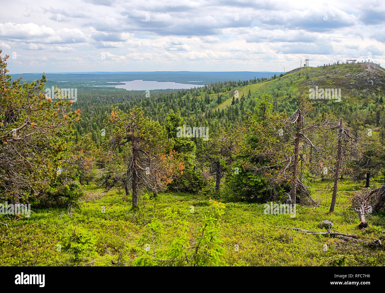 Summer forest view at Rukatunturi, a fell and a ski resort in Kuusamo,  Finland. Peaceful evergreen trees in the clean and green nature landscape  of F Stock Photo - Alamy