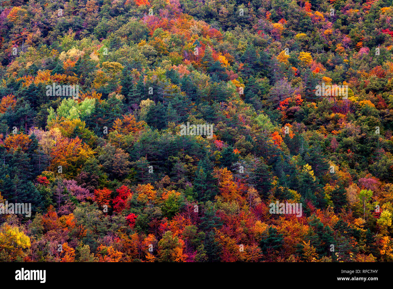 The beautiful forest of La Pardina del Señor in the fall season. National park of Ordesa. Huesca, Spain Stock Photo