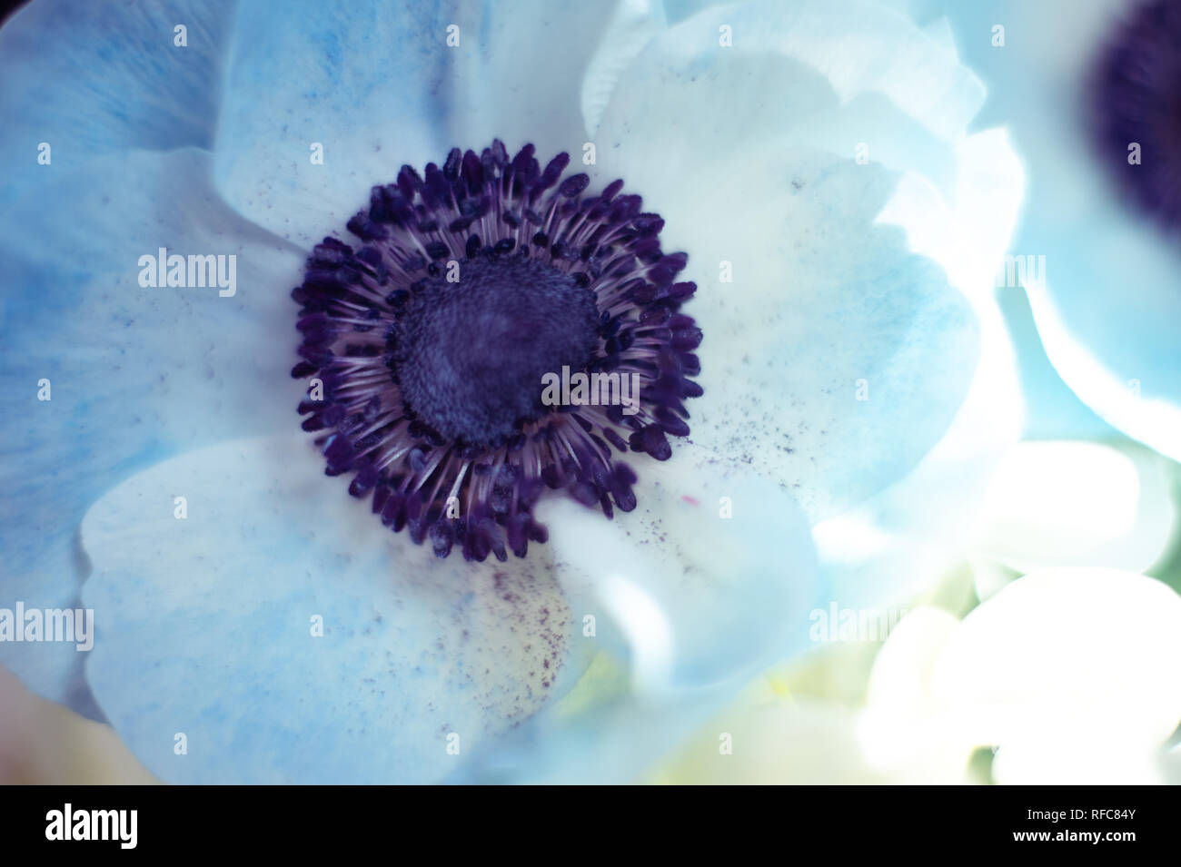 Blue Anemona Blossom Stock Photo - Alamy