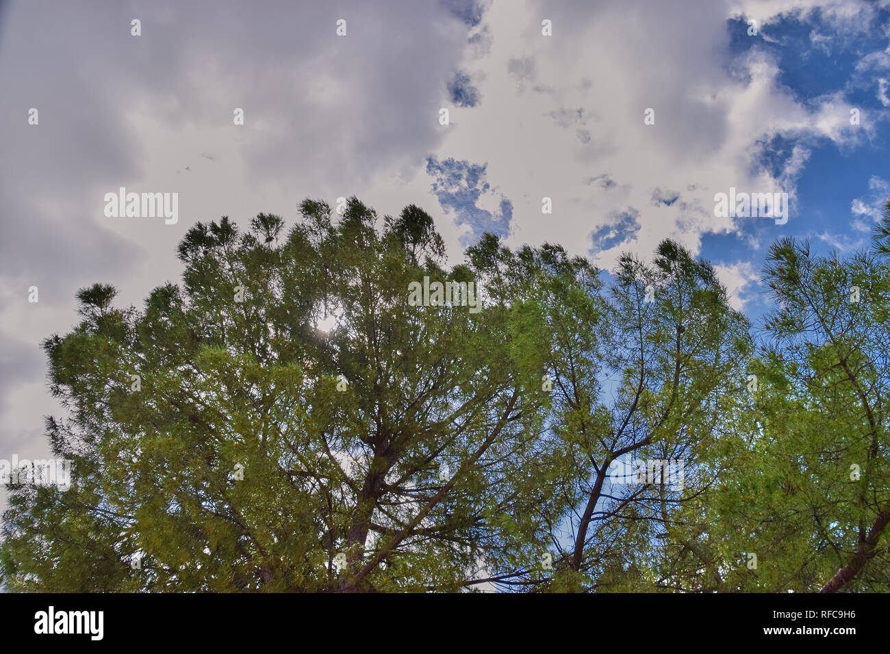 Pines with clouds background and blue sky Stock Photo - Alamy