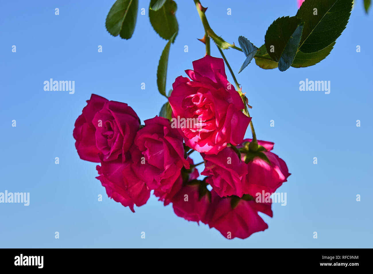 Rosebush with blue sky background 3 Stock Photo Alamy