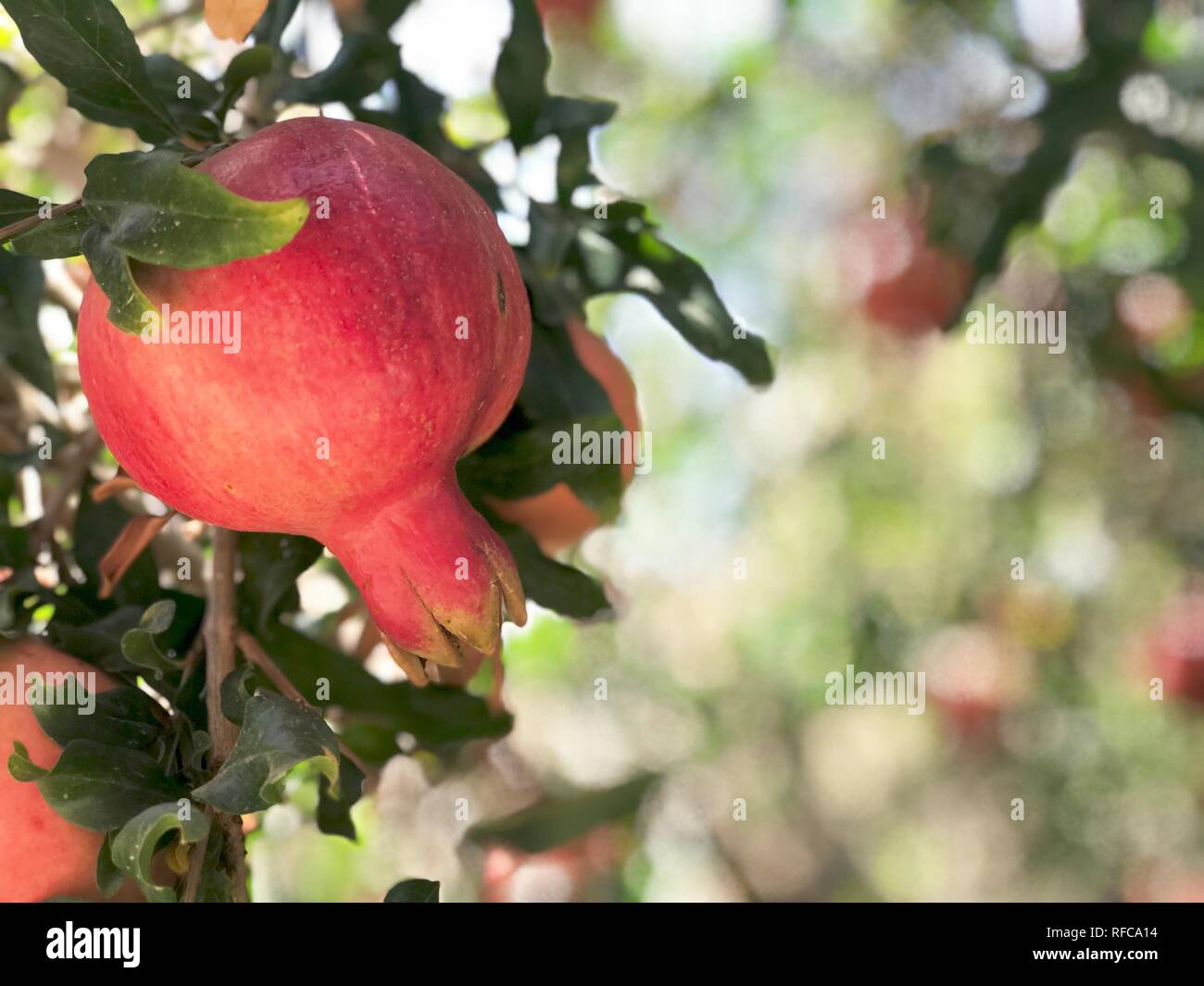Red Pomegranate fruit close up green laves in the background. Rosh hashanah traditional food Jewish new year holiday Stock Photo