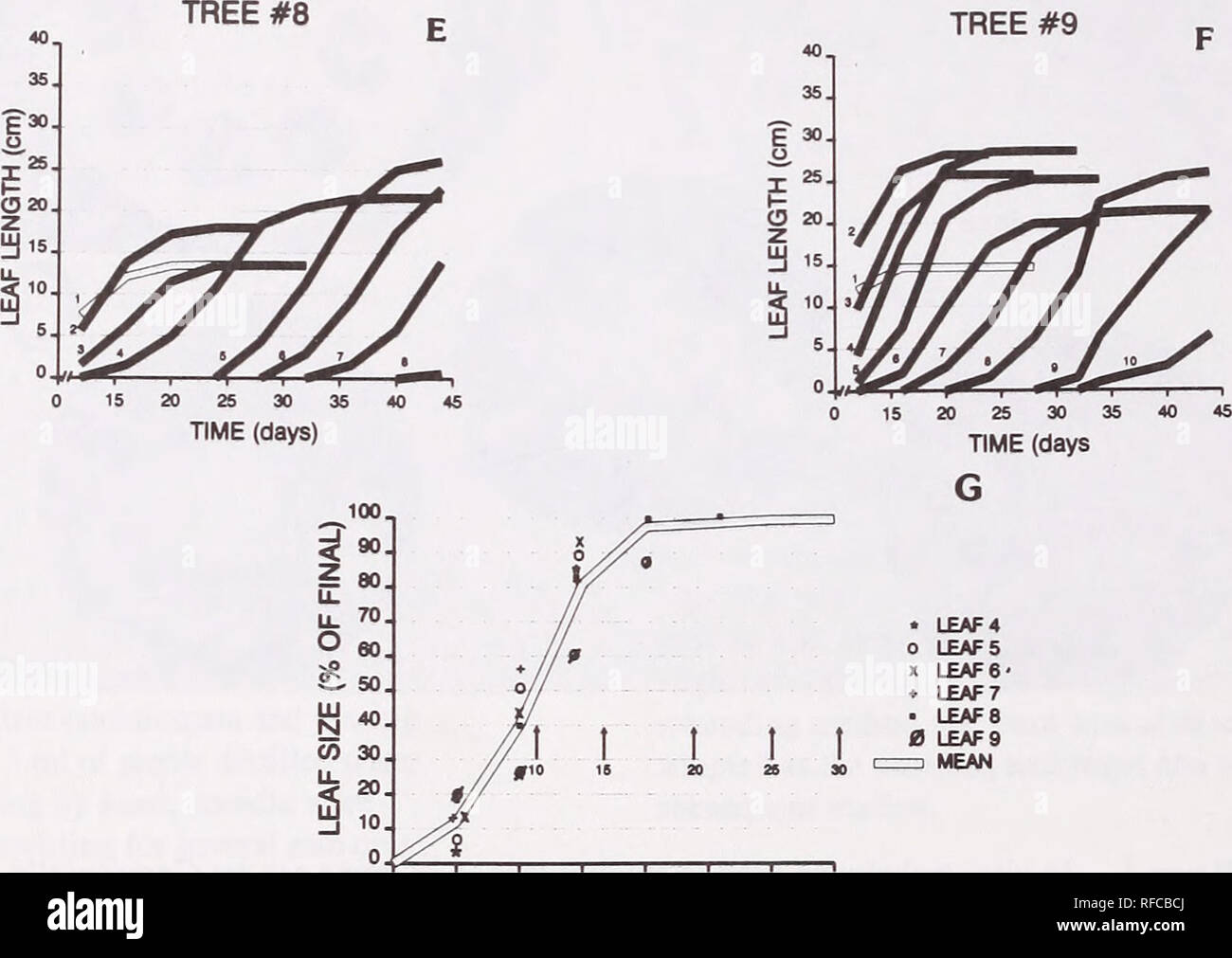 . Recent research on foliage diseases : conference proceedings : Carlisle, Pennsylvania, May 29-June 2, 1989. Leaves Diseases and pests United States Congresses. 1 5 9 13 17 21 25 29 TIME AFTER APPEARANCE (DAYS) Figure 2.—A-G. Leaf development of six green ash seedlings grown in the greenhouse. A-F. Size (leaf length) of individual leaves at up to 10 nodes. Length of one leaf per node measured from axillary leaf bud to tip of terminal leaflet. Leaves numbered in order of appearance from bottom to top of shoot. Growth curves of individual leaves based on a greenhouse grown green ash seedling tr Stock Photo