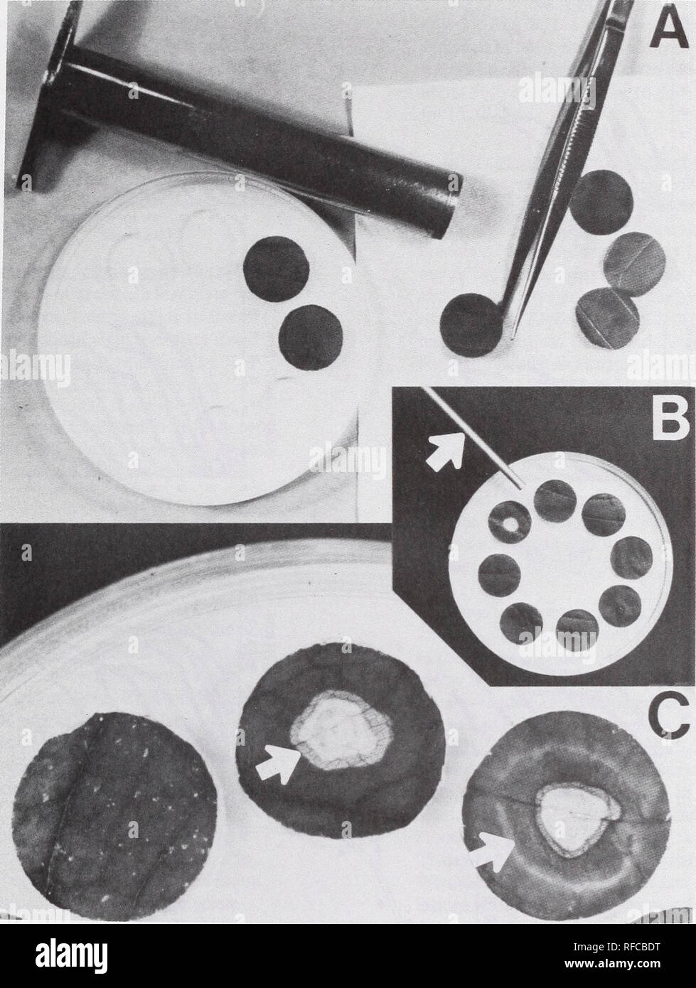 . Recent research on foliage diseases : conference proceedings : Carlisle, Pennsylvania, May 29-June 2, 1989. Leaves Diseases and pests United States Congresses. Figure 1.—In vitro technioque used to study infection of green ash by Gnomoniella fraxini. A. Plastic petri dish (100 mm diam.) containing 2% water agar (4 mm deep) with wells cut using a sterile cork borer (18 mm diam.) and leaf discs of corresponding size being placed into wells with a sterile forceps. B. Arrangement of ash leaf discs in wells in water agar. Arrow indicates 4 mm diam. aluminum rod the tip of which was heated and tou Stock Photo
