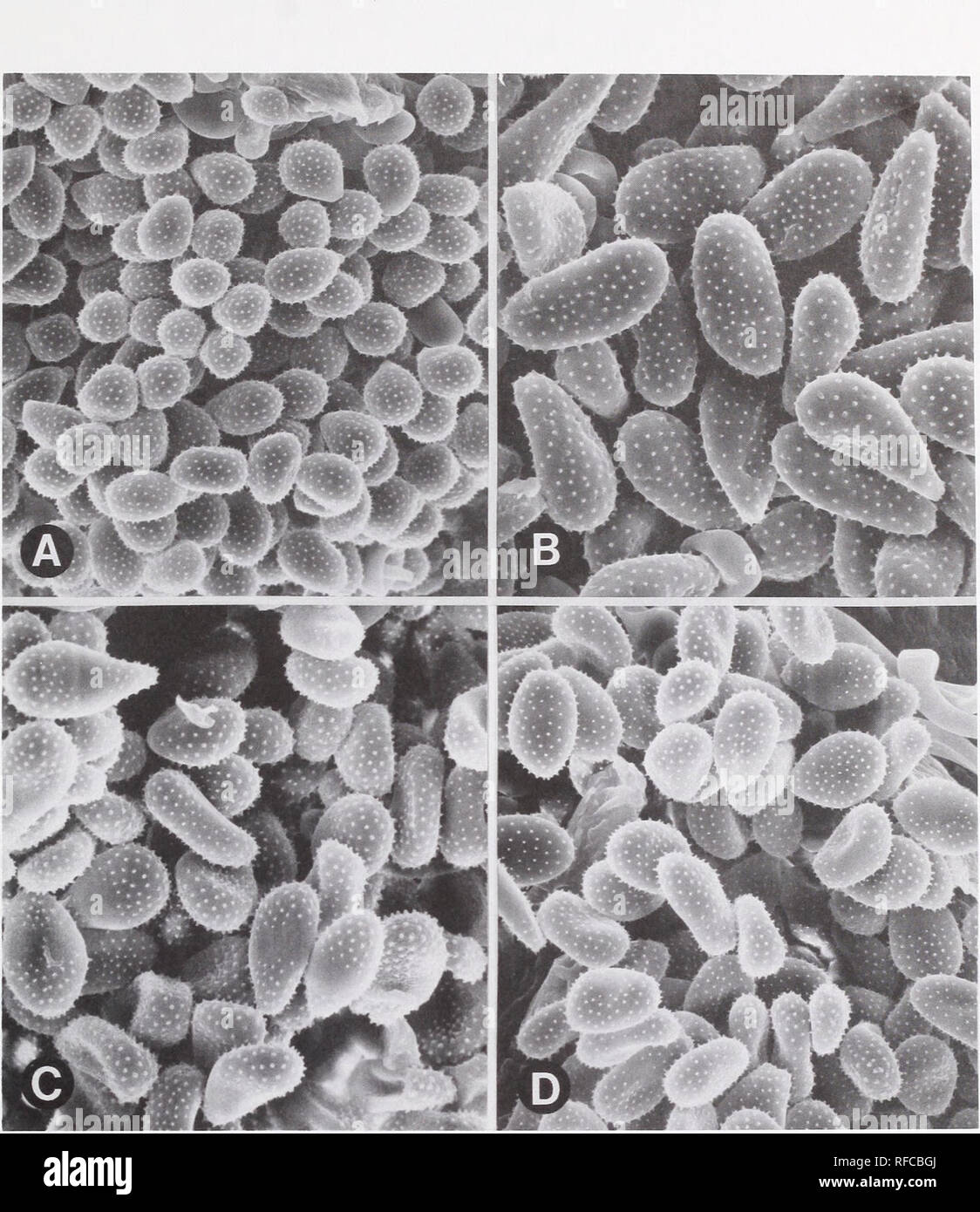 . Recent research on foliage diseases : conference proceedings : Carlisle, Pennsylvania, May 29-June 2, 1989. Leaves Diseases and pests United States Congresses. Figure 1.—Uredospores on uredia of four North American Melampsora species. A. M. abietis-canadensis. B. M. occidentalis. C. M. medu- sae. D. M. albertensis. (SEM X 1000) intermediate M. medusae and M. albertensis and the small M. abietis-canadensis are evident. Echinulation was very prominent in SEM photos. Spores which were spiny over their entire surface were easily distin- guished from those having a bald spot. The ure- dospores of Stock Photo