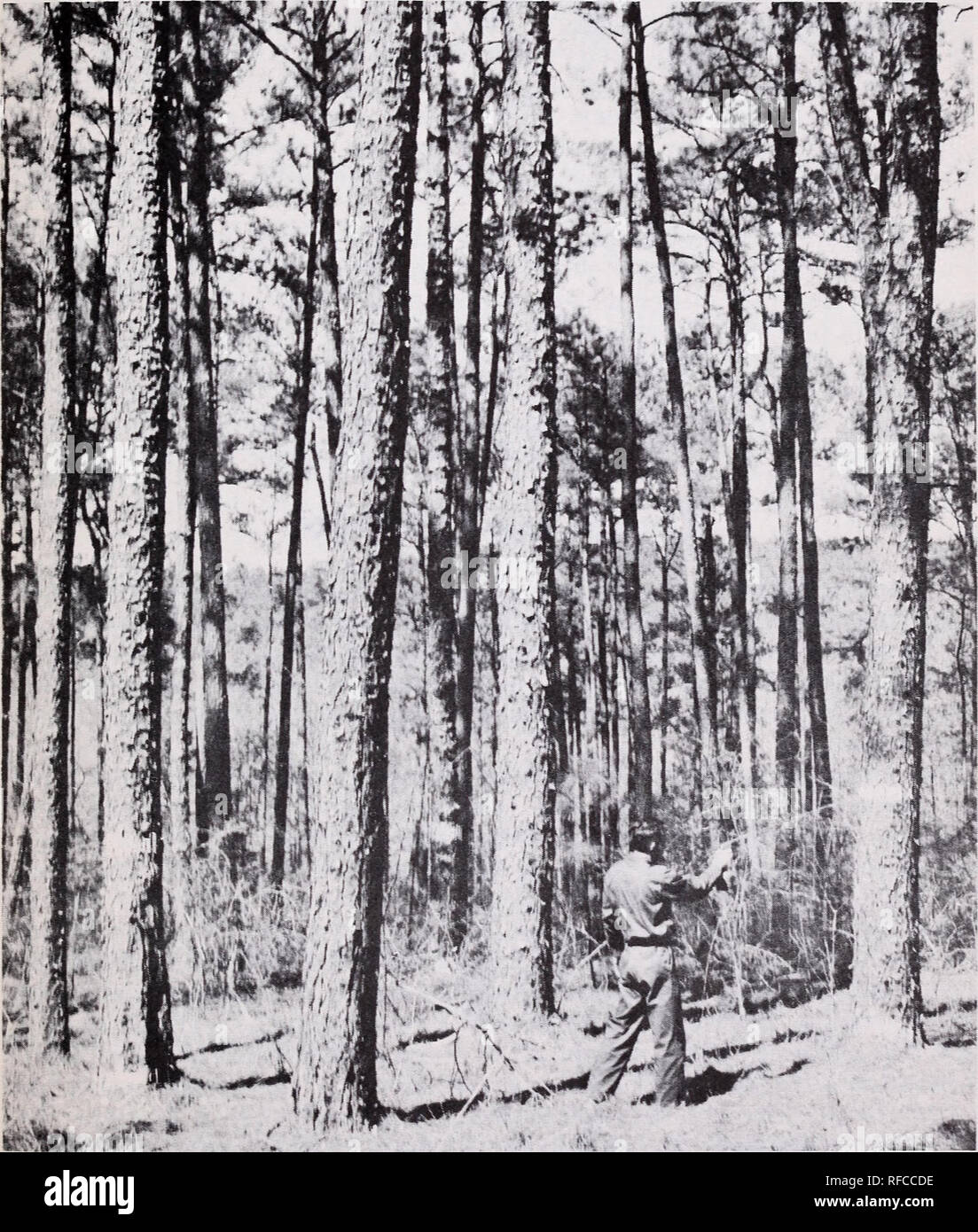 Managing The Family Forest Forest Management Woodlots Managing