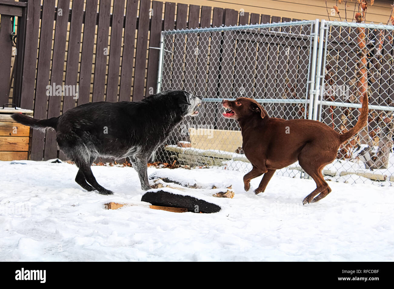 Two dogs fighting in a backyard during winter Stock Photo Alamy