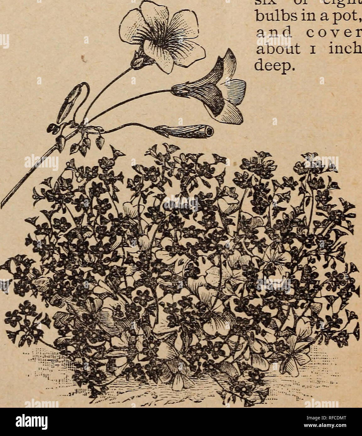 . D.M. Ferry & Co's 1900 bulb catalogue. Nursery stock Michigan Detroit