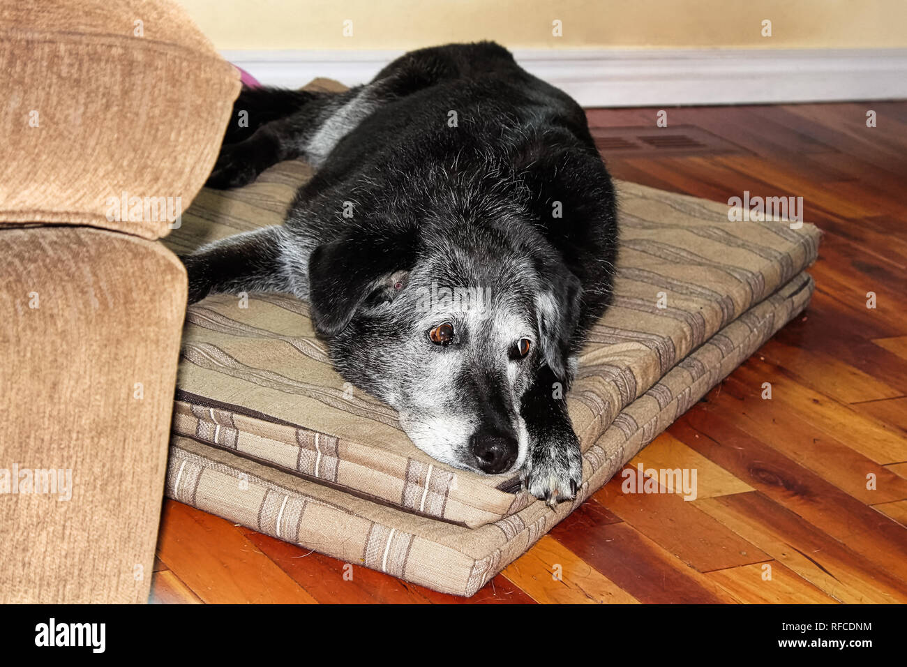 Sad old dog hires stock photography and images Alamy