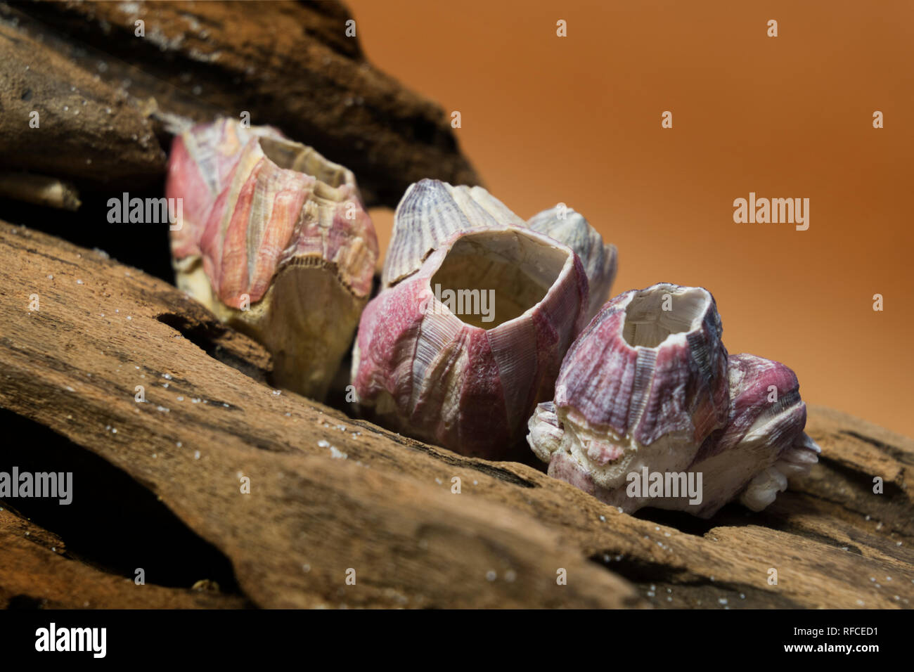 Barnacles on a piece of driftwood. Stock Photo