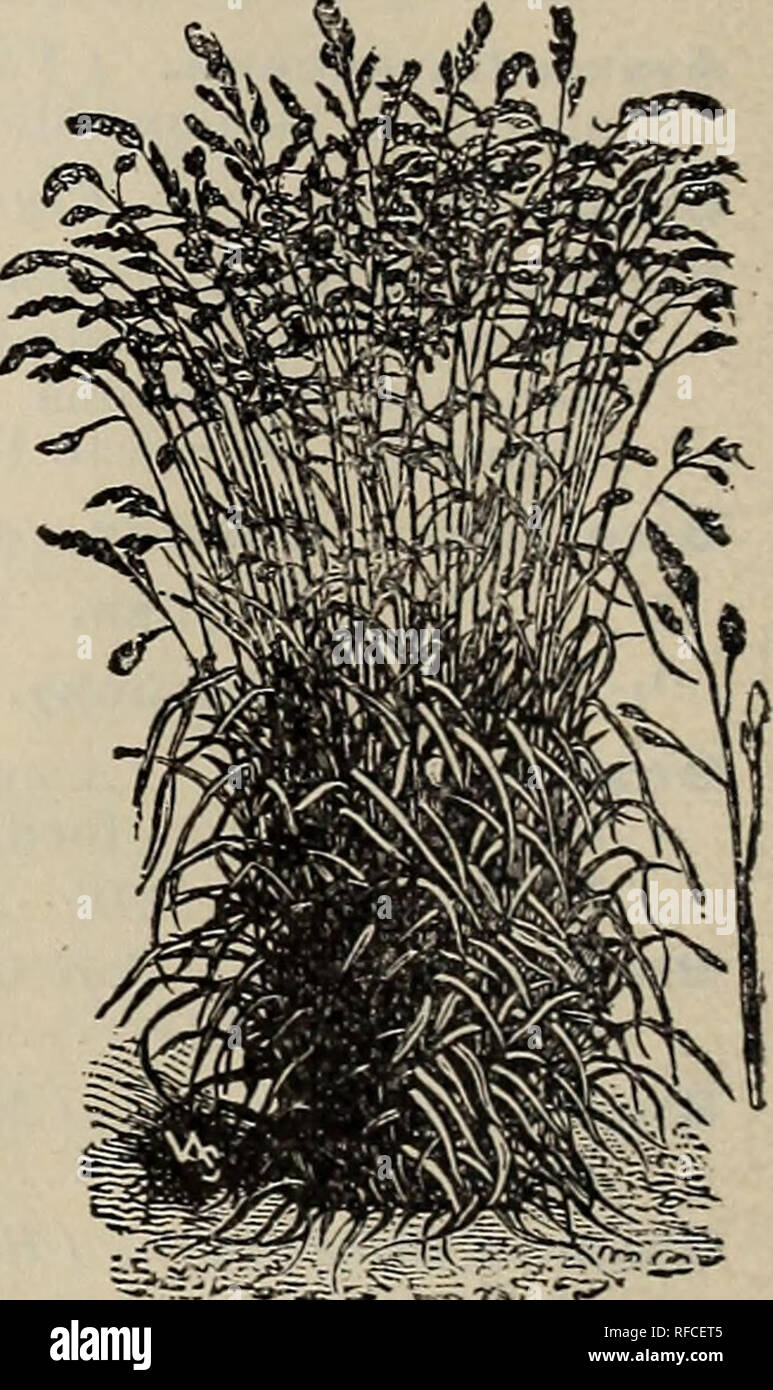 ... largest of catalogue descriptive seeds the Annual : Annual descriptive ... : catalogue largest of the seeds