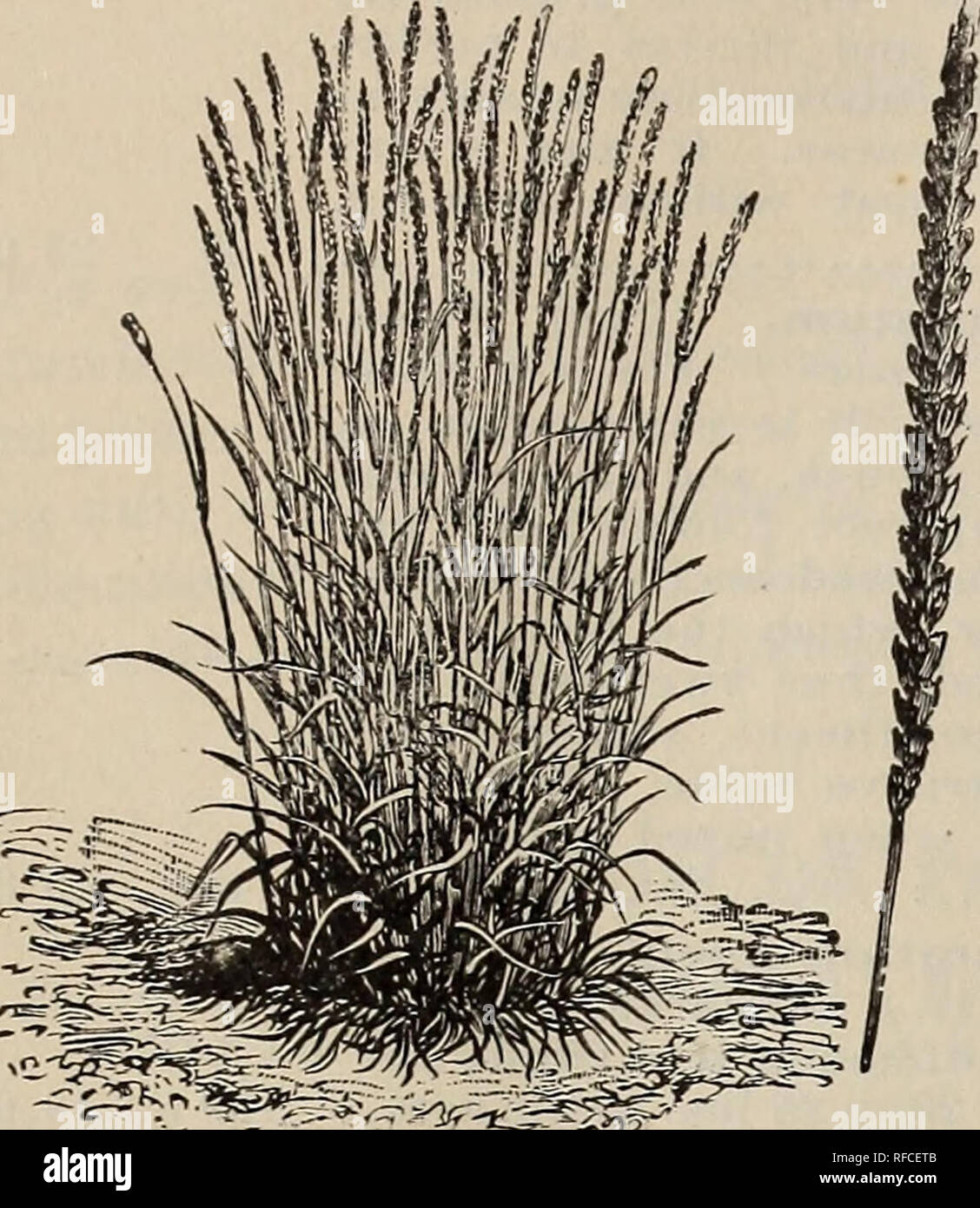 ... the descriptive largest catalogue seeds Annual of : ... Annual descriptive : catalogue the seeds largest of