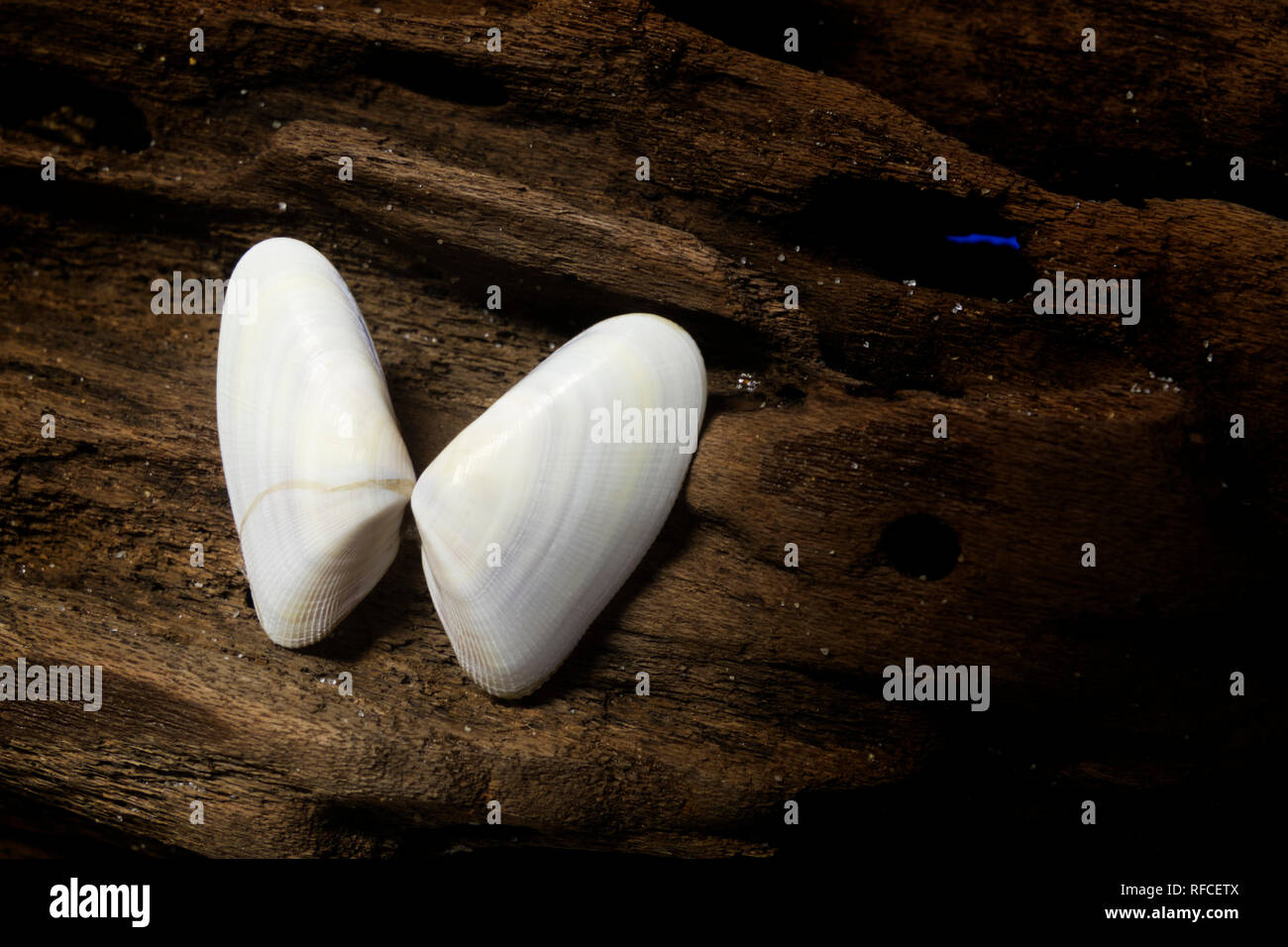 Coquina shells displayed on a piece of driftwood. Stock Photo