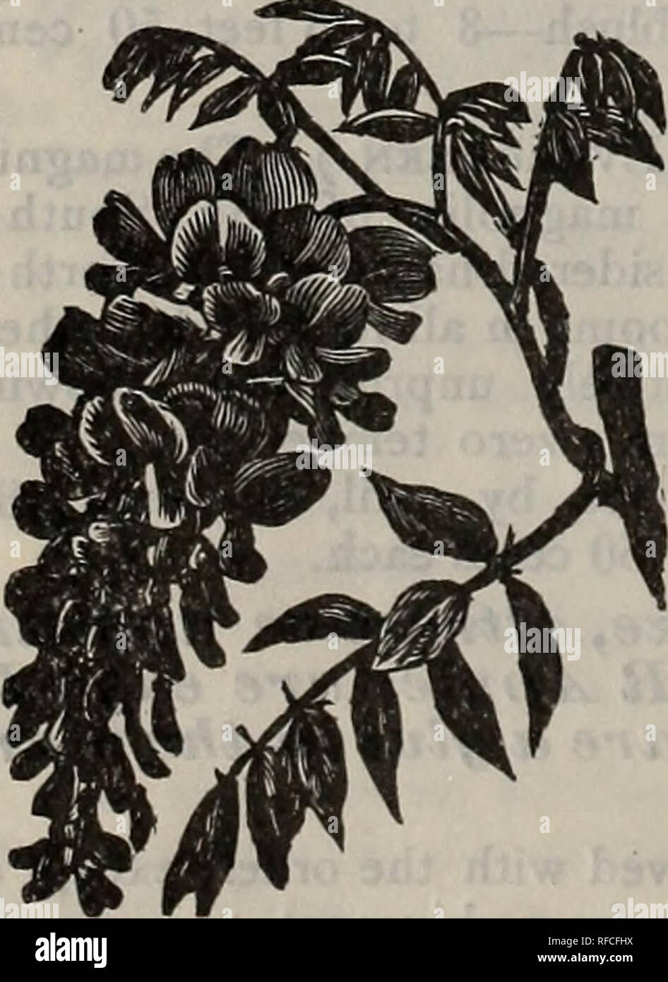 . Parrys' Pomona Nurseries : fall, 1897. Nursery stock New Jersey Catalogs; Fruit trees Seedlings Catalogs; Fruit Seedlings Catalogs; Trees Seedlings Catalogs; Plants Ornamental Catalogs. G AKEBIA QUINATA.—A charming Japan- ese climber, with shining sub-evergreen foliage and chocolate-colored clusters of fragrant flowers in June, succeeded by a peculiar and ornamental fruit; very hardy. Price, mail or express, 15c. each j $1.60 per dozen. AMPELOPSIS Quinquefolia. — Virginia Creeper. Our well-known wood-bine. Strong grower. Price, mail or express, 15c. ; $1.50 per doz. AMPELOPSIS VeitoheiL—Japa Stock Photo