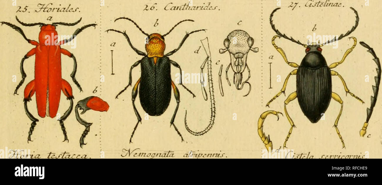 . Catalog meiner Insecten-Sammlung. Sturm, Jakob, 1771-1848; Beetles; Insects. CLftFla n.TETRAMERA. ZS. ^3rnr/, iSurc it!u^tuA.&gt;. Please note that these images are extracted from scanned page images that may have been digitally enhanced for readability - coloration and appearance of these illustrations may not perfectly resemble the original work.. Sturm, Jakob, 1771-1848; Sturm, Jakob, 1771-1848, ill; Barber, Herbert Spencer, 1882-1950, former owner. DSI. Nürnberg : Gedruckt auf Kosten des Verfassers Stock Photo