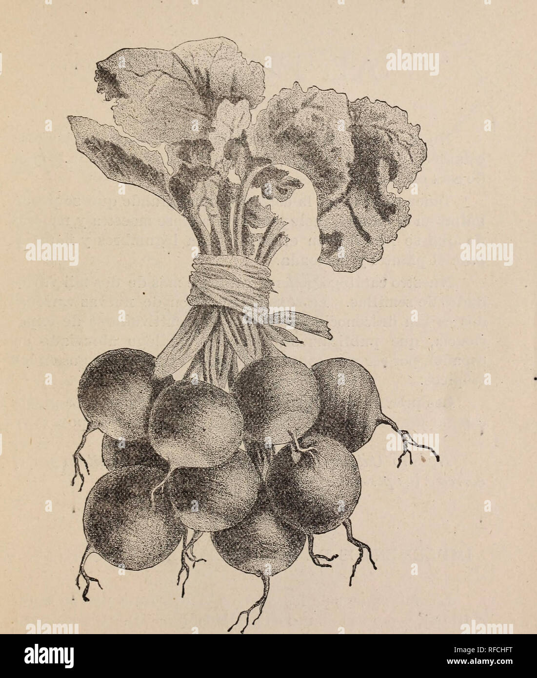 alamy