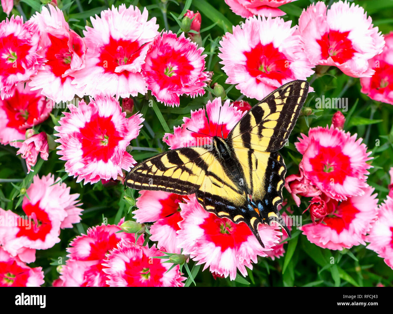 Tiger swallowtail butterfly Papilionidae - Western tiger swallowtail with wings spread, feeding pink dianthus flowers Stock Photo