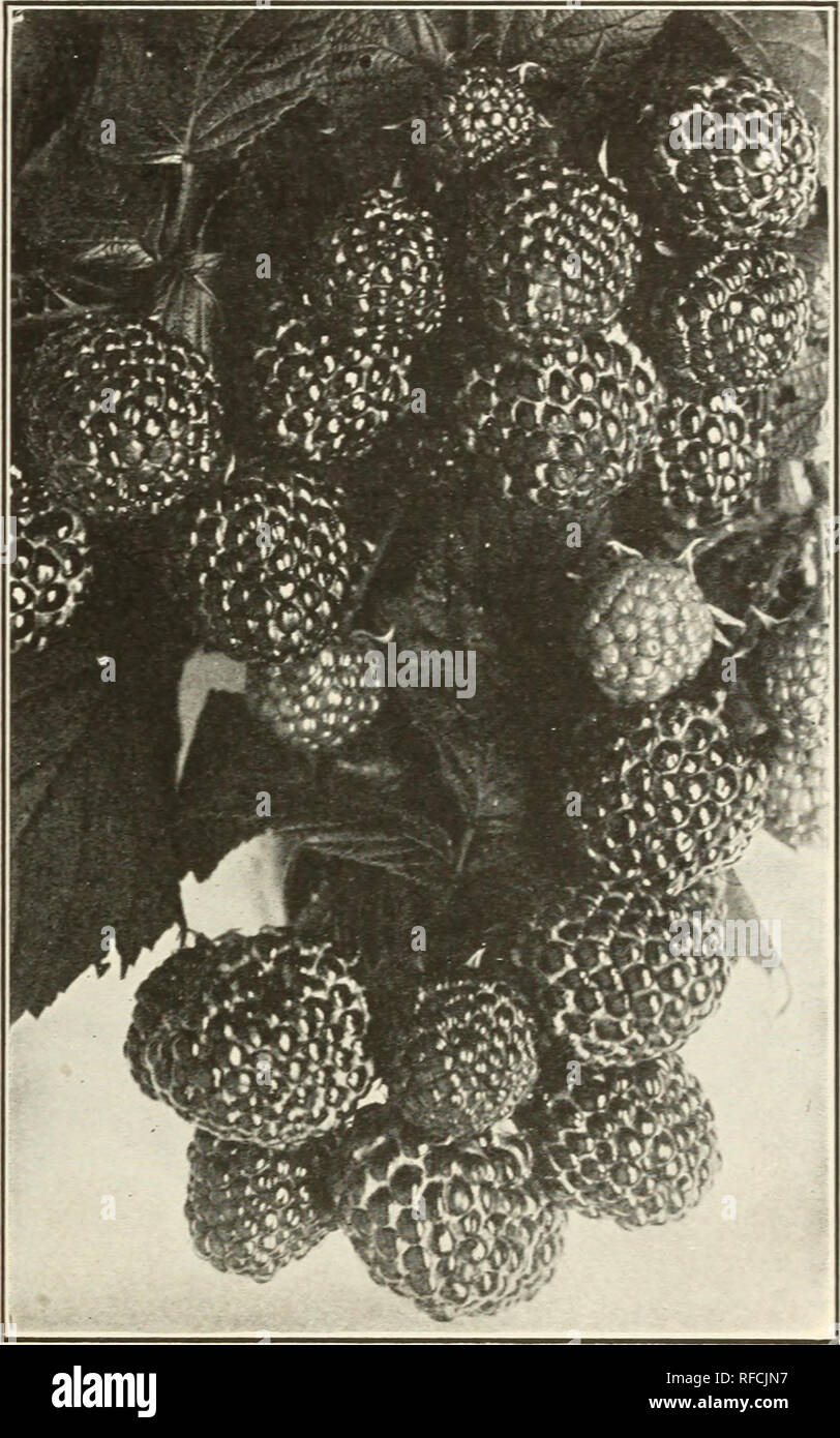 . Catalog 1922 : no 104. Trees Catalogs; Plants, Ornamental Catalogs; Seeds Catalogs; Shrubs Catalogs; Vegetables Catalogs; Fruit Catalogs; Commercial catalogs New Jersey Little Silver. and yield heavily. Ripens early to midseason, maturing its entire crop quickly. We consider it by far the best of all the Blackcaps, espe- cially for the home garden. Selected tip plants, dozen, $1.00; 100, $5.00. PLUM FARMER.—A distinct and valuable variety. The berries are of highest quality, of large size, and firm, meaty texture. They are coal black, with considerable bloom, which causes them to appear a bl Stock Photo