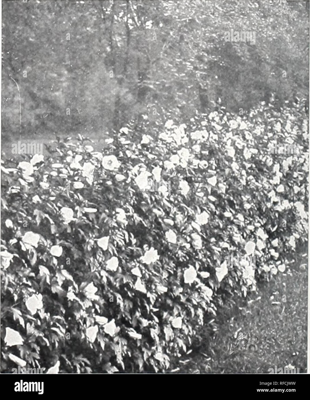 . [Catalog]. Nurseries (Horticulture) Texas Tyler Catalogs; Nursery