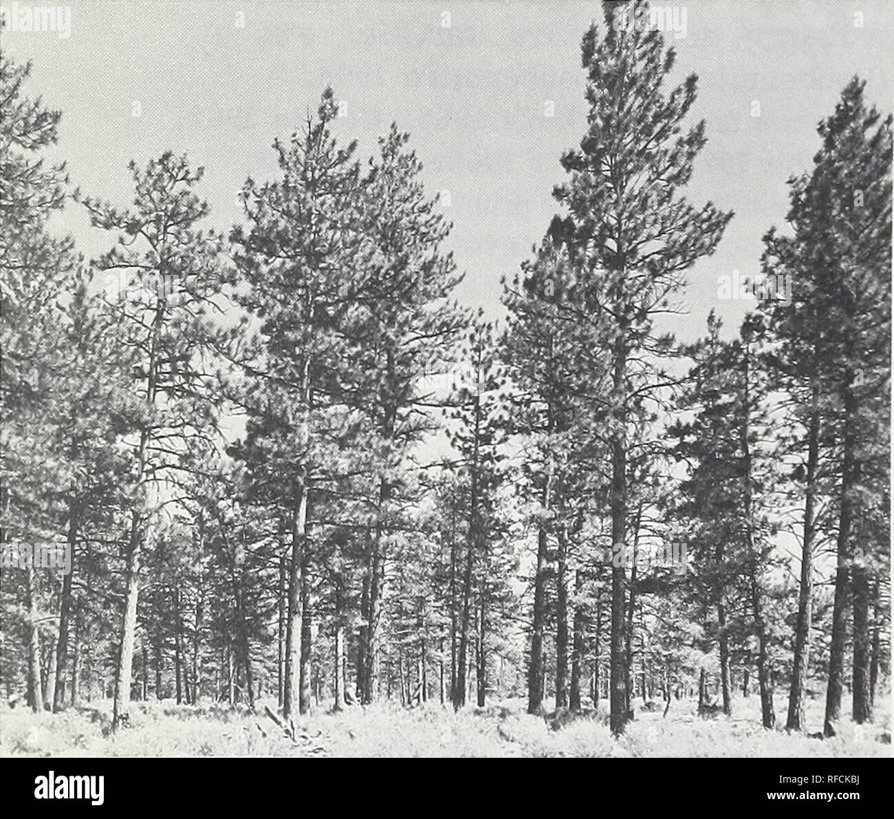 STOCKING FOREST