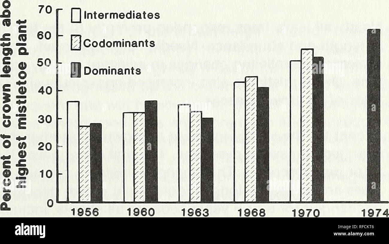 . Response of dwarf mistletoe-infested ponderosa pine to thinning. Arceuthobium Propagation; Ponderosa pine Diseases and pests; Ponderosa pine Thinning. Q 1956 1960 1963 1968 1970 1974 Year Figure 6 —Distribution, among crown thirds, of the total dwarf mistletoe plants (7,440) growing on 54 young ponderosa pines between 1945 and 1974. Plant numbers are reported just pre- ceding stand release in 1956; when most latent dwarf mistle- toe plants had emerged after stand release in 1960; immedi- ately preceding accelerated leader elongation in 1963; when rapid leader growth had stabilized in 1968; a Stock Photo