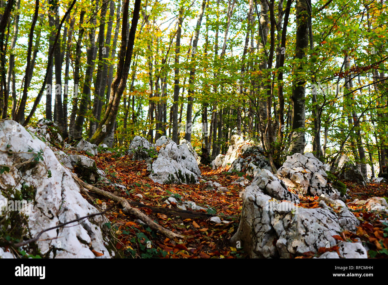 Shot of forest with rocky terrain, leaves, autumn almost starts. Last days of summer. Sunny forest shot. Stock Photo