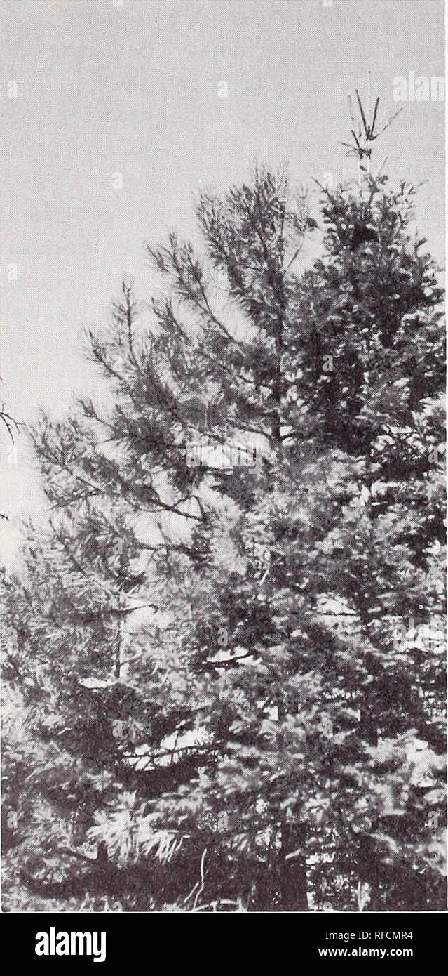 Spruce budworm and douglas fir hires stock photography and images Alamy