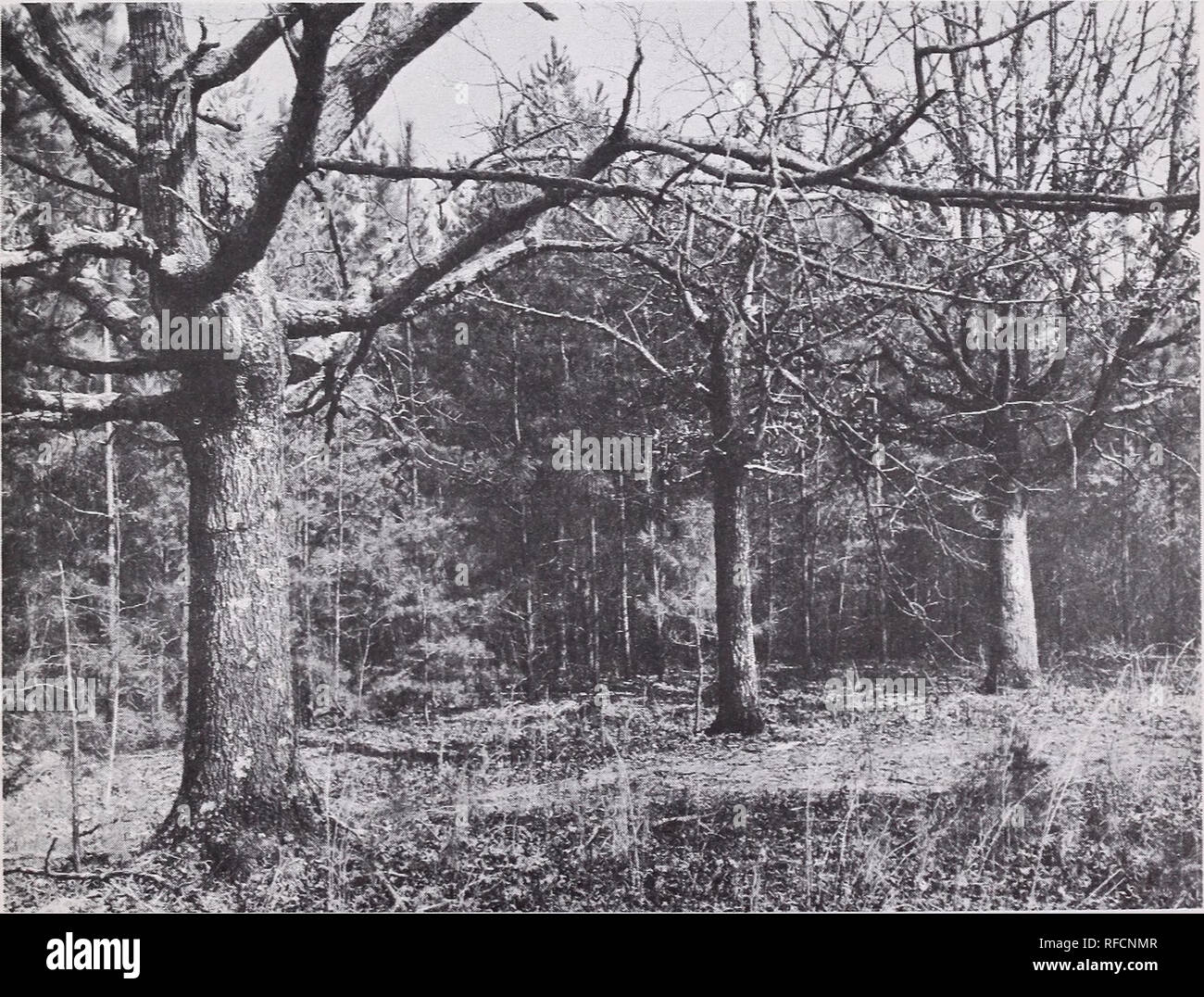 Managing The Family Forest Forest Management Woodlots