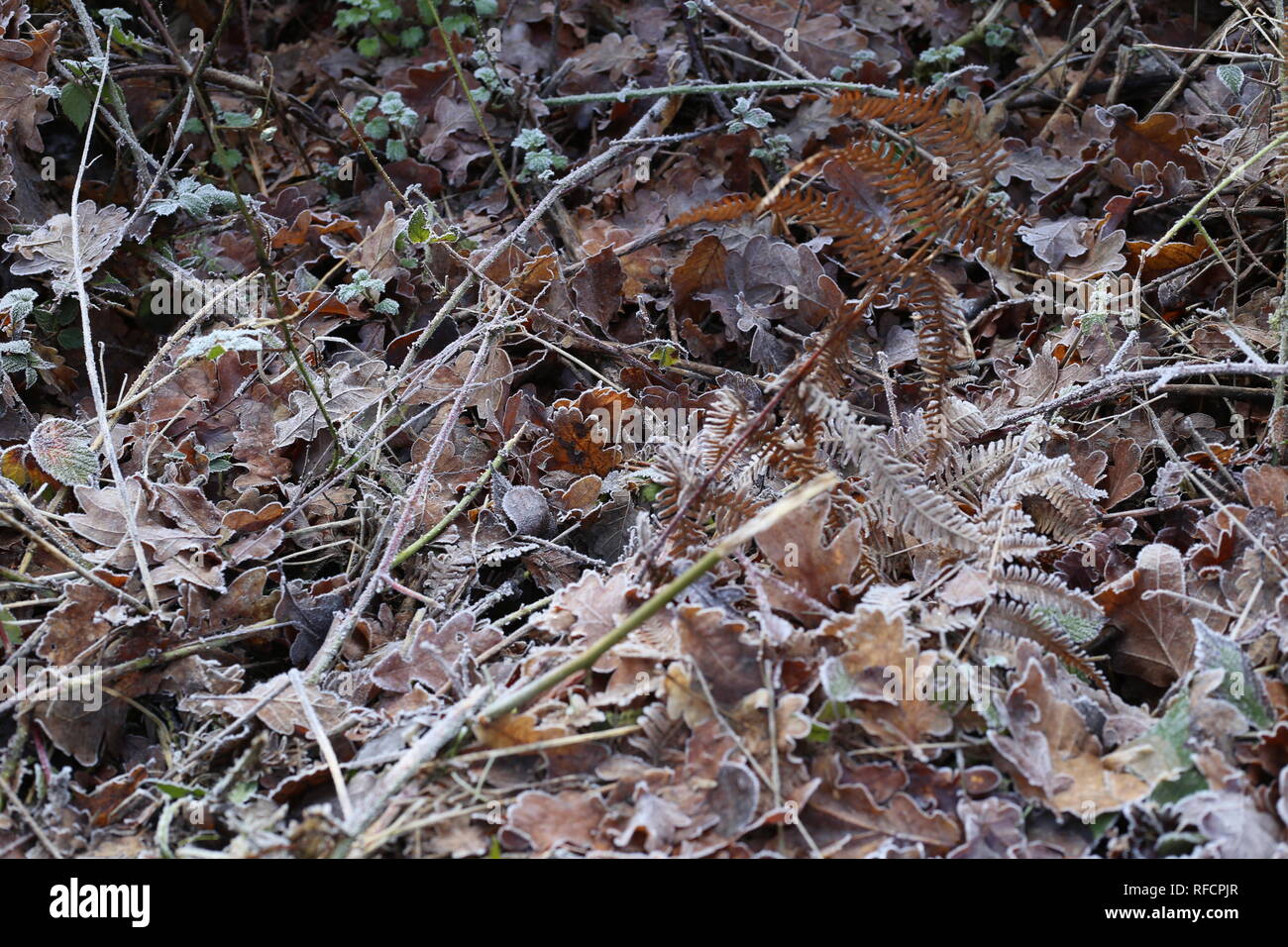 Winter Frost covering leaves at Hanningfield, Essex. UK Stock Photo Alamy